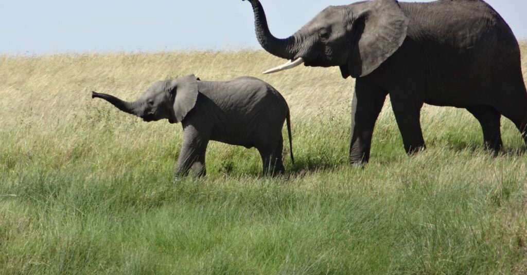 6. African Elephant (Female)