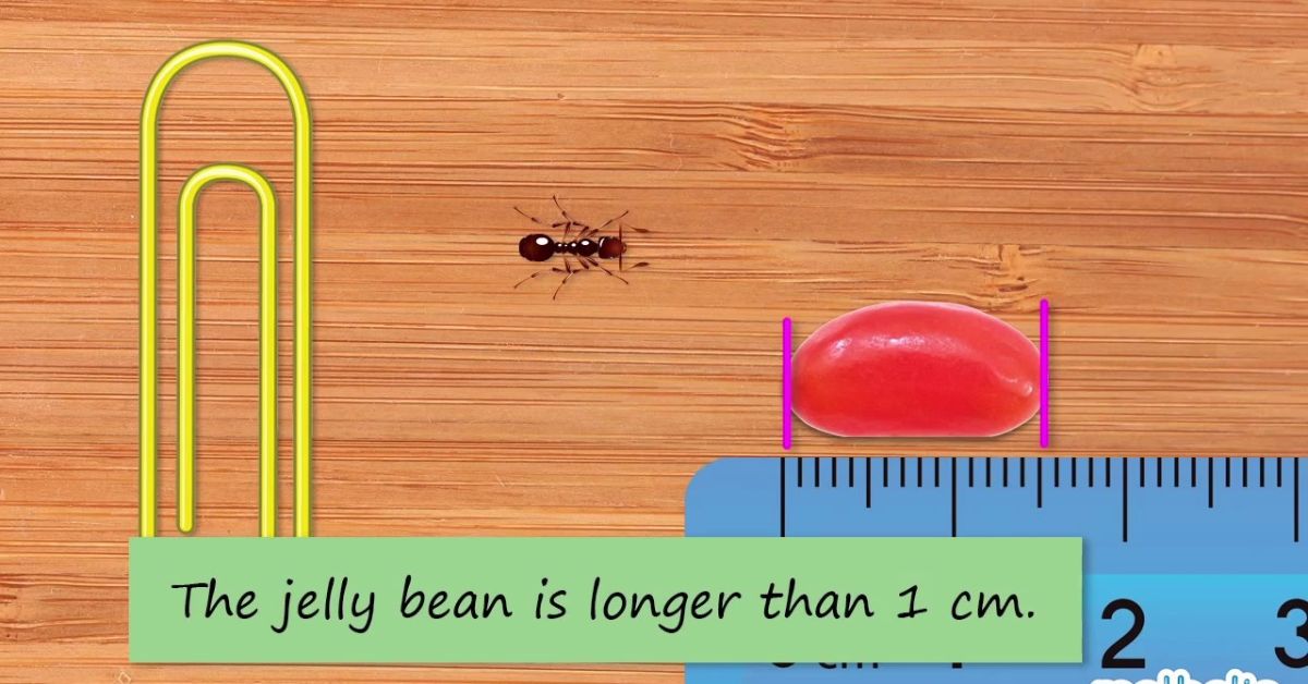 10 Common Things That Are 15 Centimeters Long