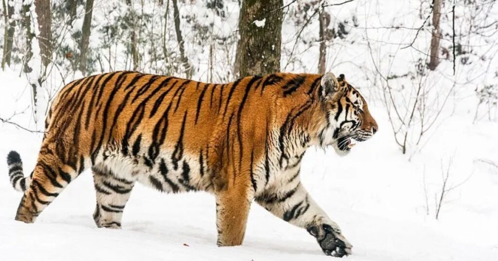 10. Siberian Tiger