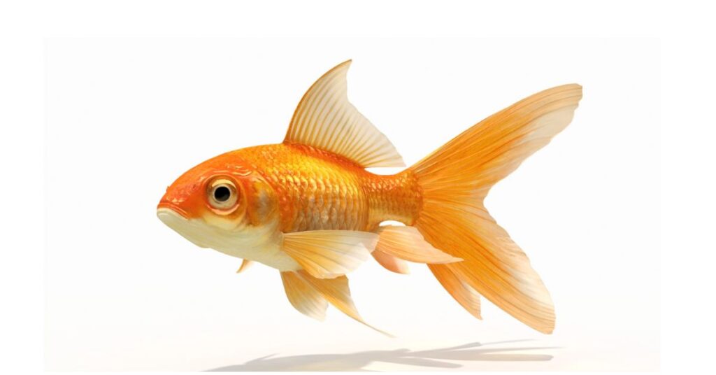 3. Goldfish