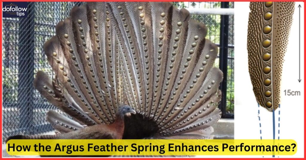 How the Argus Feather Spring Enhances Performance?