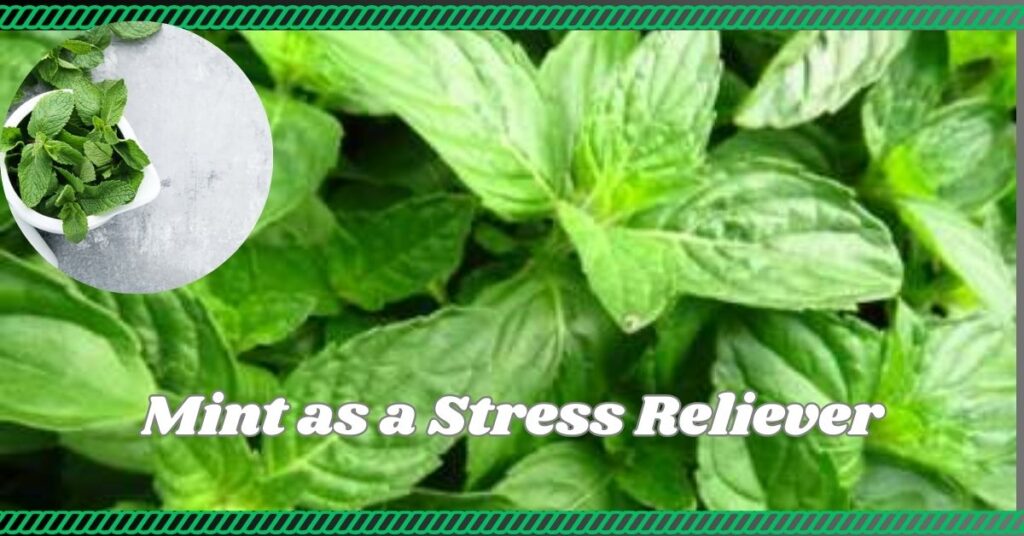 Mint as a Stress Reliever