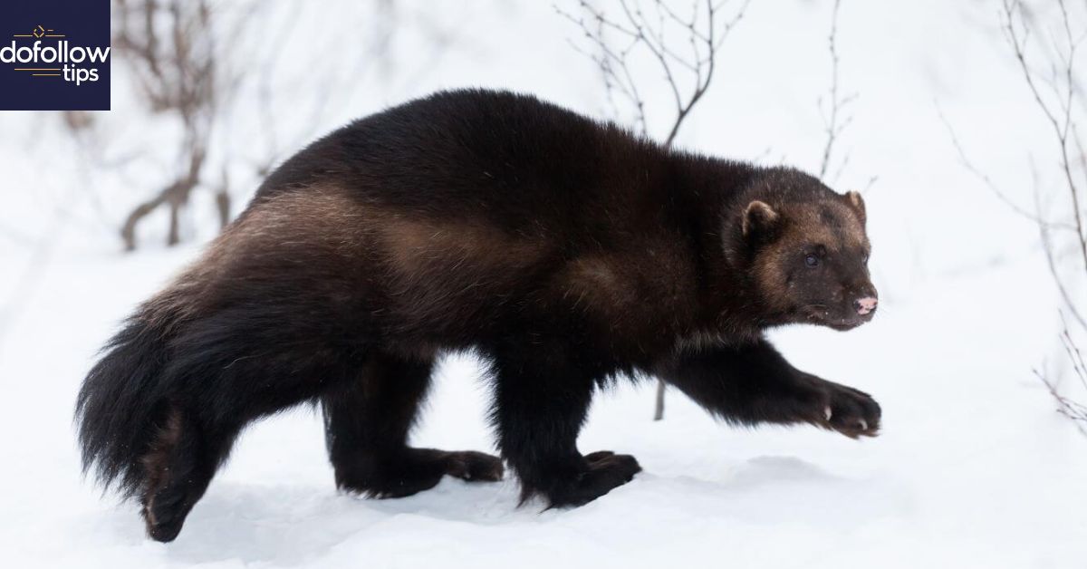 Wolverine – Nature’s Fierce and Mysterious Warrior!