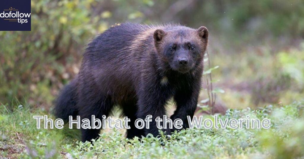 The Habitat of the Wolverine