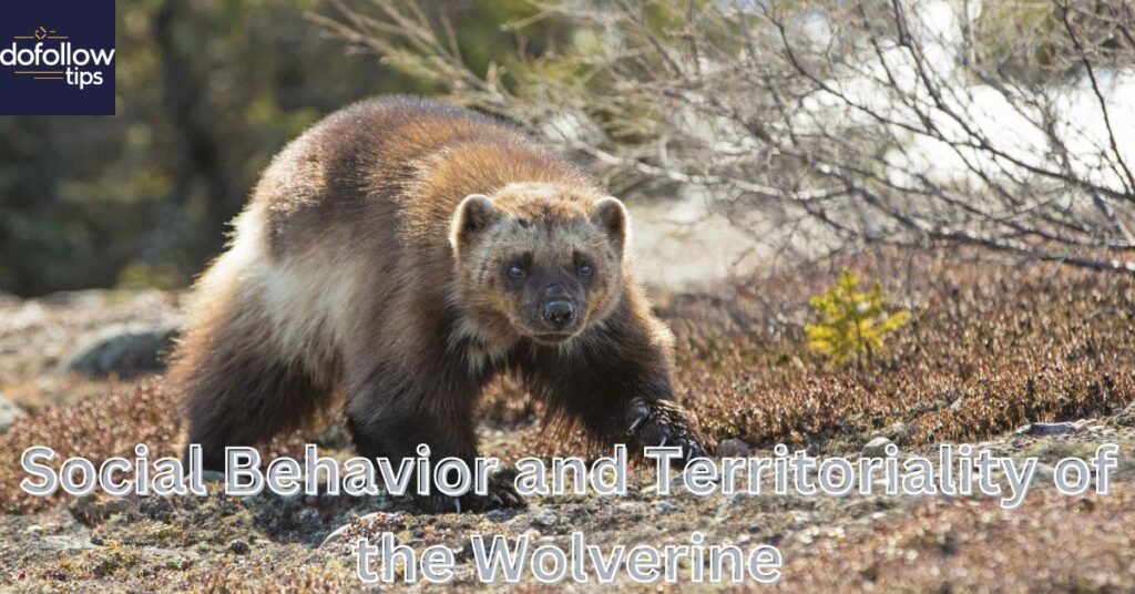 Social Behavior and Territoriality of the Wolverine